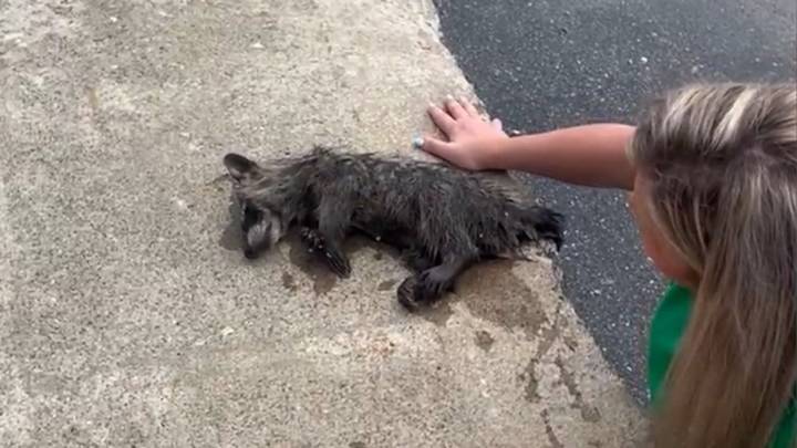 Enfermera se vuelve viral tras salvarle la vida con RCP a un mapache bebé borracho en EE. UU.: aquí el video