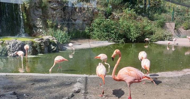 Scientists believe exotic animal waste may be key to fighting 'serious' health issue