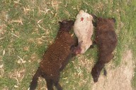 “Los ataques han vuelto”. Preocupación en una provincia por jaurías de perros que matan vacas y terneros