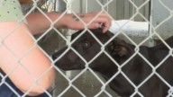 16 dogs rescued, 3 found dead in Lonoke County animal cruelty case