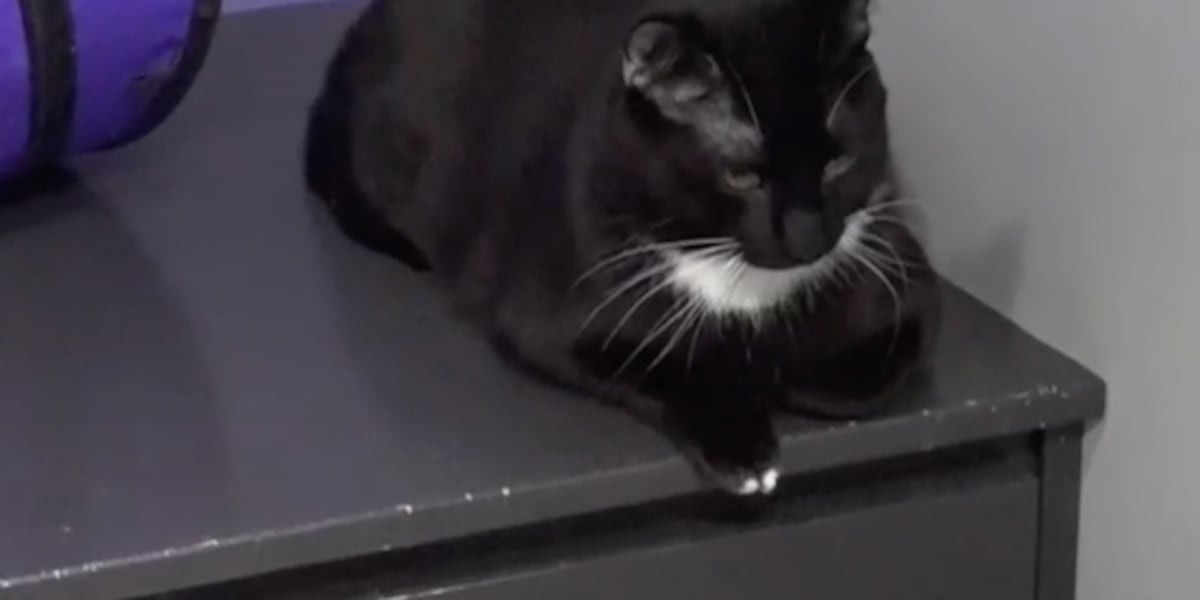 Leigh’s Lost and Found Digital Extra: How to make a pet part of your family
