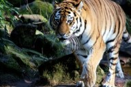 Tiger Trainer Mauled To Death During Show