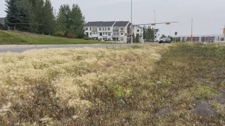 NW Calgary resident launches petition over hazardous weed growth
