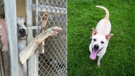 Alabama Puppy Melts Hearts As He Sticks His Paw Out Through Kennel, Desperately Hoping For A Chance