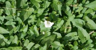 Get rid of unruly weeds in the garden by using 1 surprising kitchen item