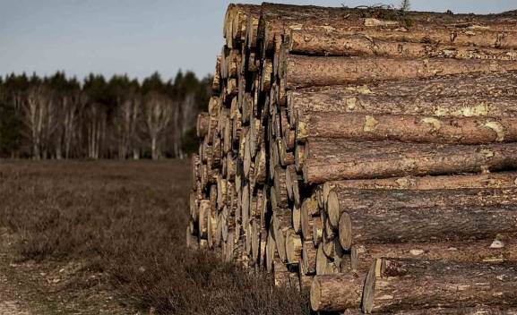 La subasta de madera en San Leonardo dispara su precio un 50% y deja más de 153.000 euros en el Municipio