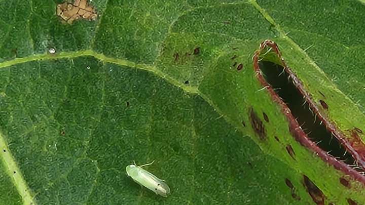 See a grasshopper-looking bug eating cotton in SC? Report it to Clemson