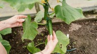 Why Some Fresh Cucumbers Need To Be Burped Before You Eat Them
