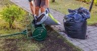 One simple gardening task will thicken your lawn and stop weeds growing