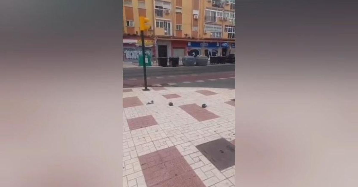 Vecinos denuncian la mortandad de aves en el entorno del Parque de Huelin de Málaga