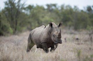 Día Mundial del Rinoceronte: un llamado a proteger a una especie en riesgo