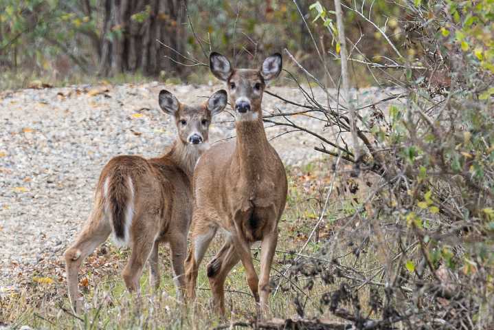 Deer population in this Michigan city prompts officials to seek control measures