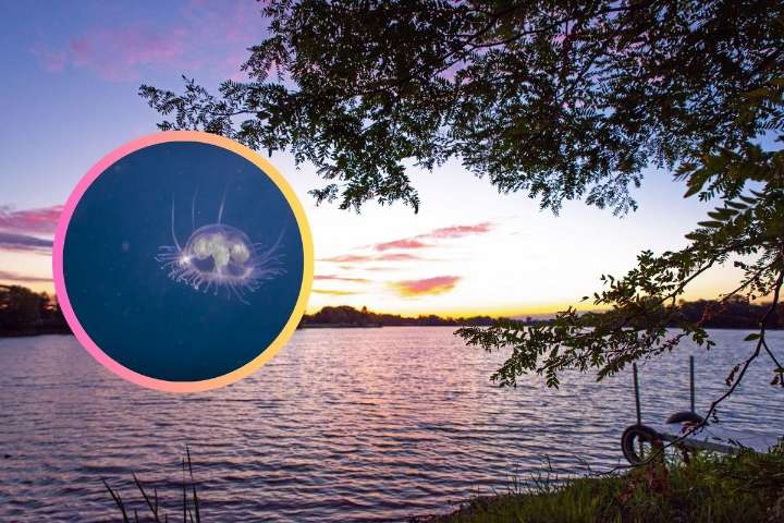 Freshwater Jellyfish Found in Indiana Waters and They Are Tiny
