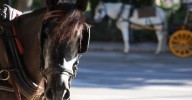 Denuncian un supuesto maltrato a un caballo de carruaje en Marbella y el PACMA pide actuar