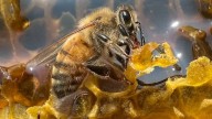 Thousands of 'robber bees' invade B.C. apiarist's shop in attempted honey heist