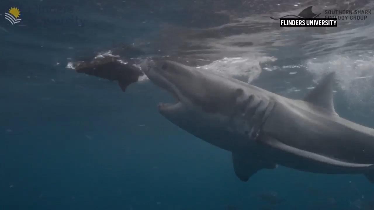 Scientists find new bite-resistant wetsuits can reduce shark bite injuries