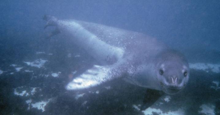 Scientist's horrifying final moments as she's killed by leopard seal while diving in Antarctic