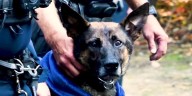 Police K-9 euthanized after being severely injured during a SWAT operation