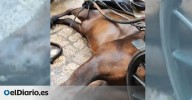 Dos caballos de carroza se desploman en menos de 48 horas en Palma: "No son resbalones, están totalmente exhaustos"