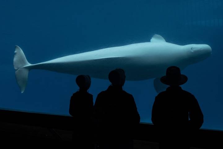 Another beluga and a seal have died at Marineland. The deaths caught Doug Ford's attention