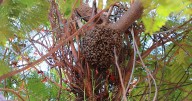 ¿Enjambre de abejas en Hermosillo? Repórtelo al 911 y siga estas recomendaciones