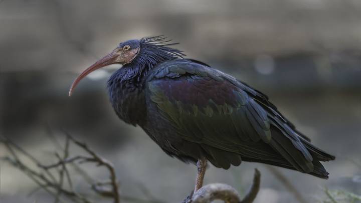 Un año de cárcel y multa de 20.000 euros a un vecino de Badajoz por matar a cuatro ibis eremitas, una de las aves más amenazadas del mundo