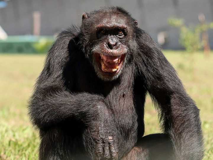 Un estudio revela que los chimpancés consumen el equivalente a dos o tres vasos de cerveza al día