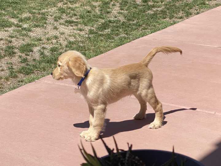 5 lesiones en la cola de los perros que debes conocer (Parte I)