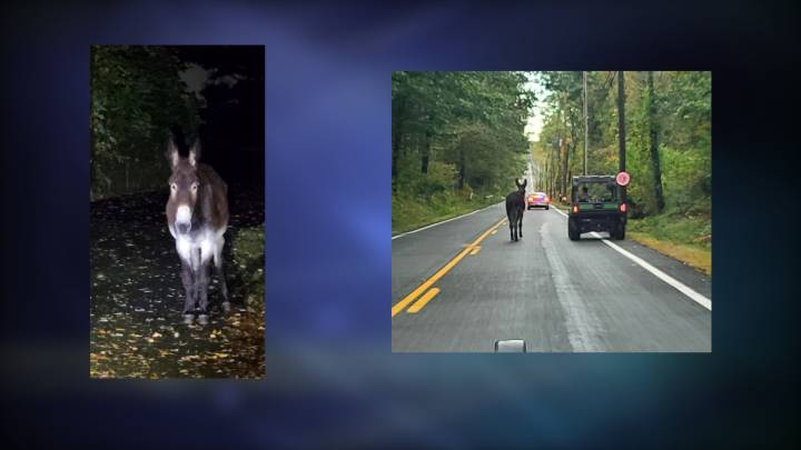 Glocester police encounter loose donkey on early morning town stroll