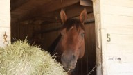HISA closely monitoring cardiac factors in horse deaths