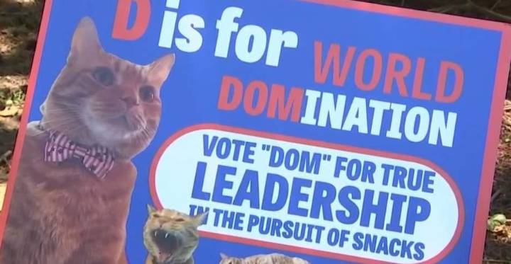Paws for applause: Feline wins Mayor of Bike Path in Somerville paw