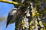 Blane Klemek Outdoors: Encountering pygmy nuthatches in the Colorado Rockies