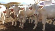 NCBA pide acción ante gusano barrenador en ganado mexicano