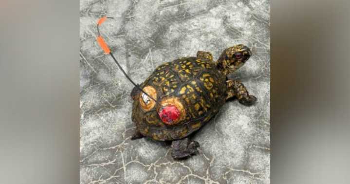 Turtle who went missing from Pennsylvania sanctuary found 20 miles away 3 years later
