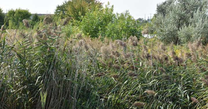 Ontario steps up the fight against the most invasive plant in the province
