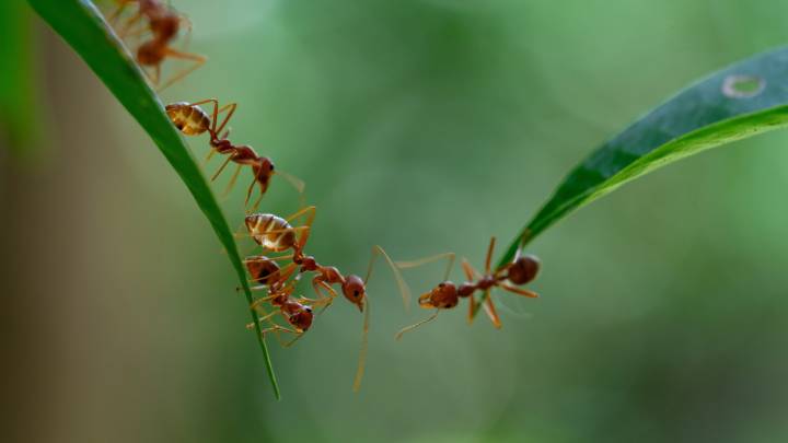 If Your Garden Is Filled With Ants, A Popular Flower May Be The Culprit