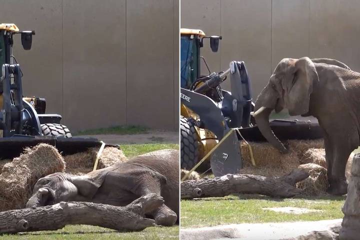 Zoe Uses Tractor to Help Geriatric Elephant Stand After She Falls and Can't Get Up