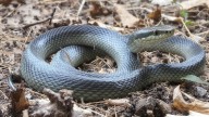 Kerala High Court directs State to declare snakebite a notifiable disease