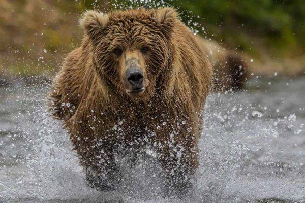 Man mauled in bear attack at Yellowstone National Park