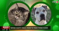 WAND's Happy Tails featuring Mara and Kitty