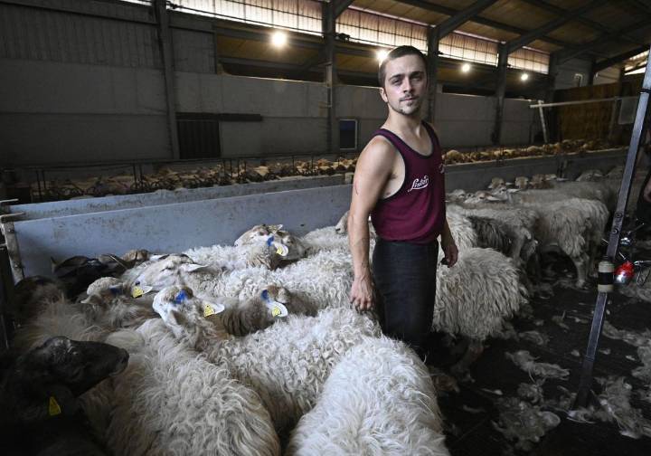 «Puedo esquilar una oveja en un minuto»
