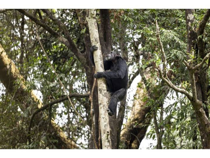 Chimps ingest alcohol daily: Study