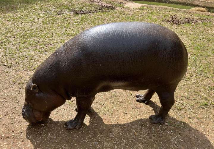 Cabárceno intercambia su hipopótamo pigmeo con uno del zoo de Basilea