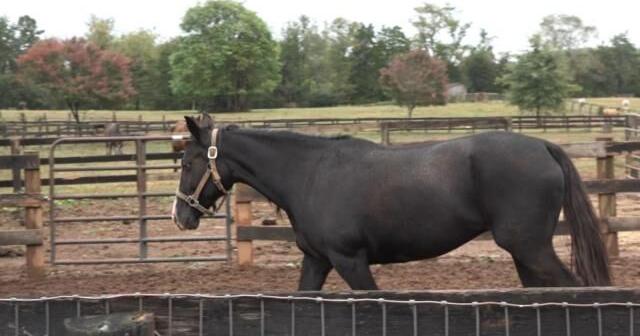 UVA Health volunteers help out Feel Better Farm