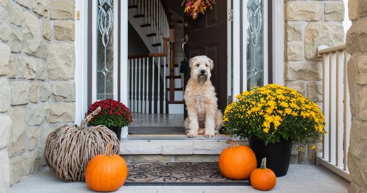 Dunelm's 'elegant' £22 autumn decoration makes your home look 'warm and inviting'