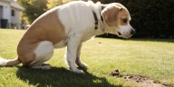 ¿Cuál es la multa por no limpiar los desechos de un perro en la CDMX?