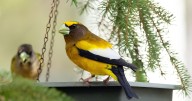 Birdwatching provides delight, new revelations, questions