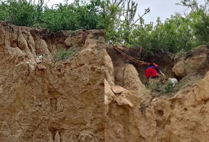 Perro atrapado en barranco de Cabo San Lucas es rescatado por bomberos