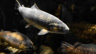 Detectan niveles muy altos de ‘tóxicos eternos’ en gran parte de los peces y aguas de España