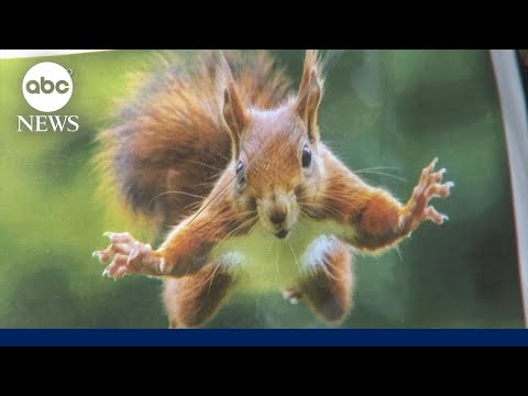 Squirrel attacks shock California as tiny rodent sends 2 to hospital
